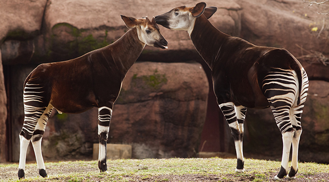 Okapi Kiss Mar 2 Linkedin